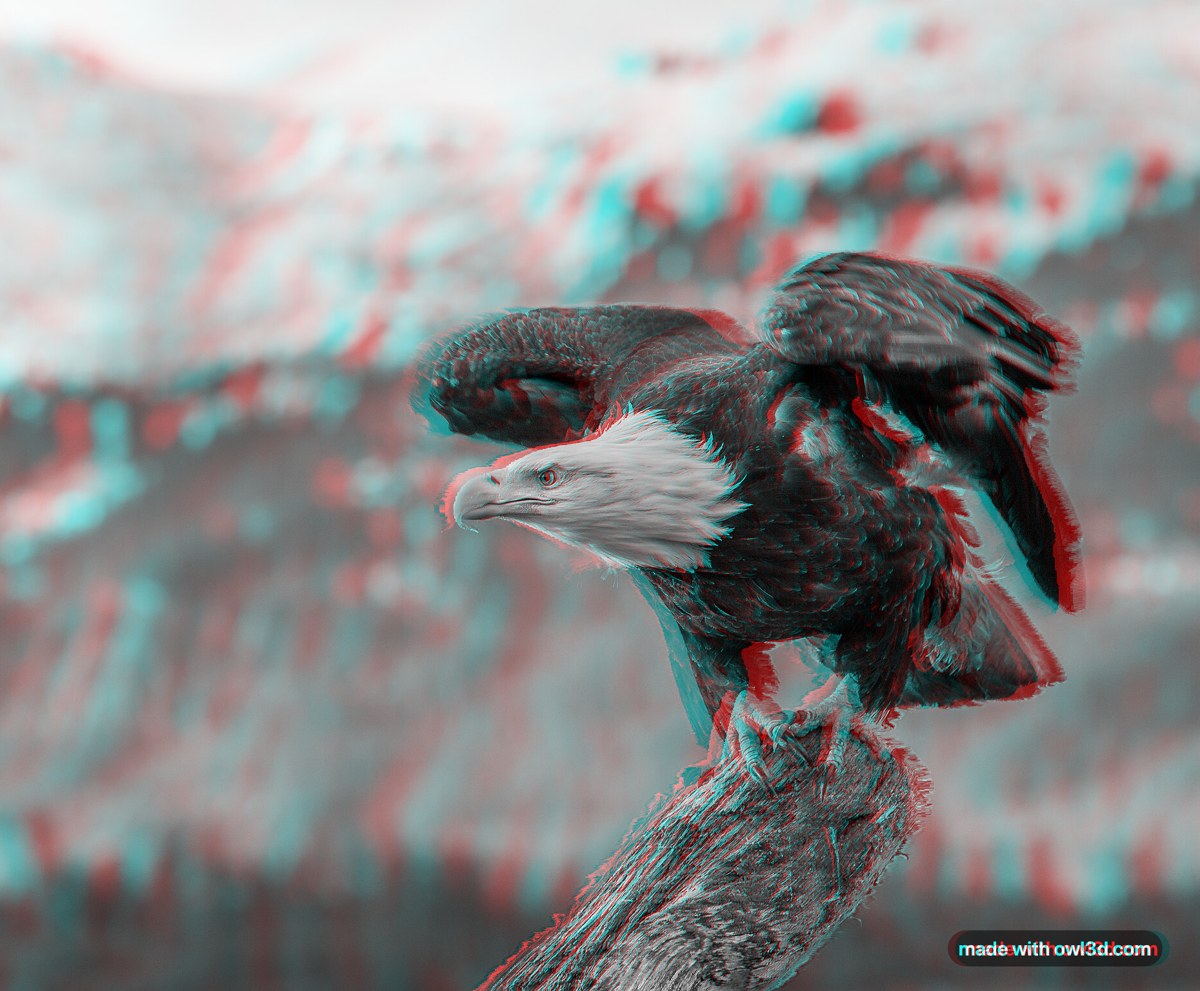 The eagle photo as a red-cyan anaglyph, with red and cyan fringes round the bird and the branch.