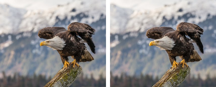 The eagle stereo pair with the two views swapped, for cross-eyed viewing.
