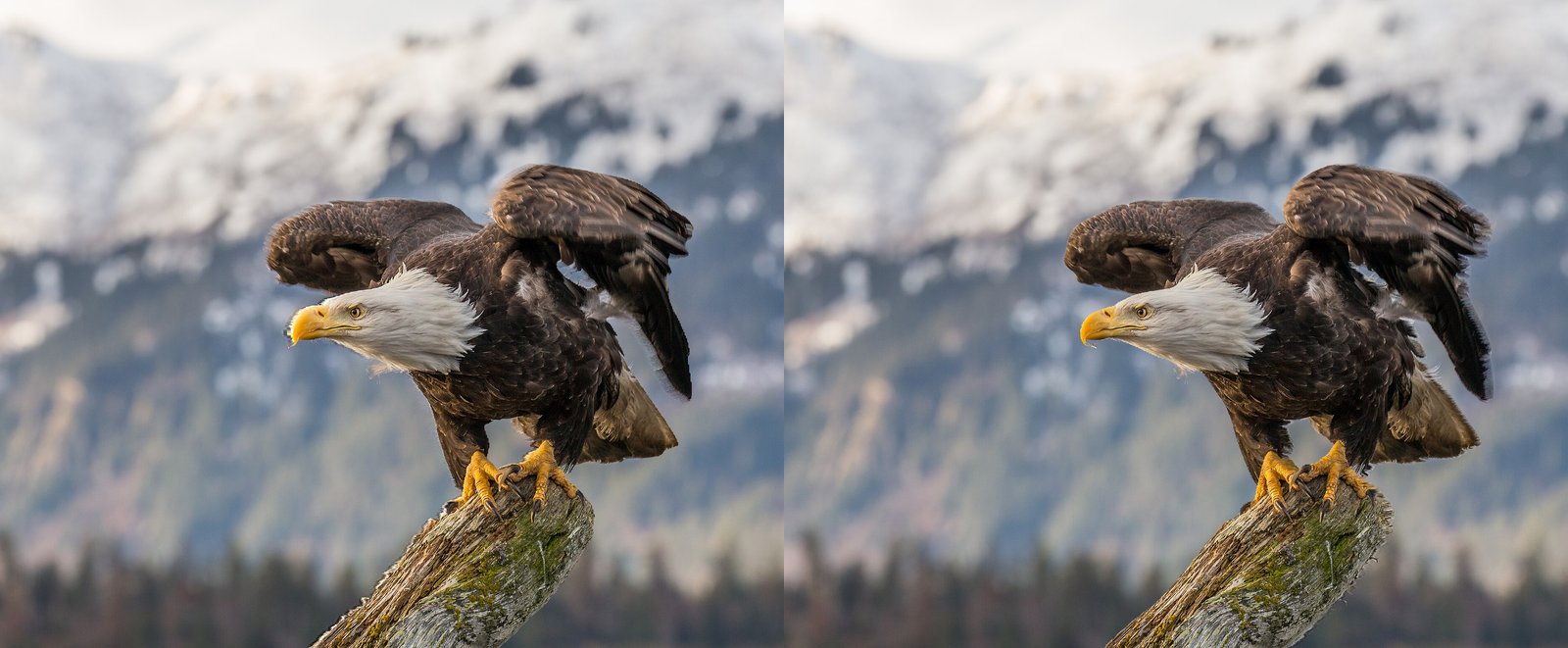 A bald eagle on a branch shown twice side by side, the two views very slightly different, made from one photograph.