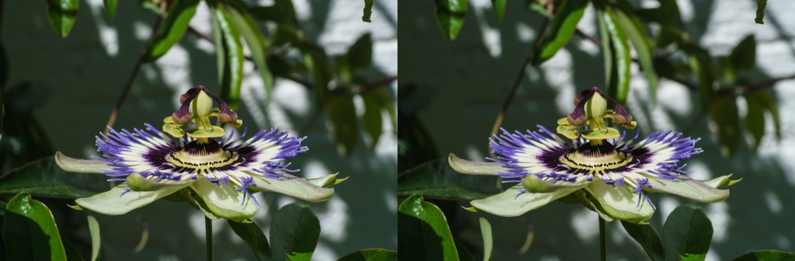 Two nearly identical photographs of a blue and white passion flower, side by side.