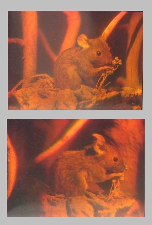 Two photographs, one above the other, of the same orange-toned hologram of a mouse among plant stems; the mouse and the stems line up differently in each.